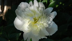 Flowers nature white flowers romania