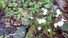 Flowers nature white flowers violets white violets