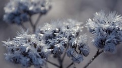 Flowers nature white Frozen
