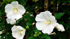 Flowers nature white Plants