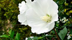 Flowers nature white Plants