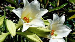 Flowers nature white sunlight