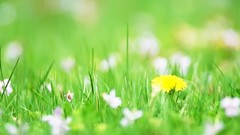 Flowers nature Wildflowers