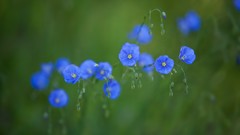 Flowers nature Wildflowers blue flowers blurred background