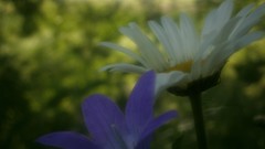 Flowers nature Wildflowers blurred background