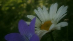 Flowers nature Wildflowers blurred background