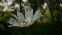 Flowers nature Wildflowers blurred background
