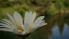 Flowers nature Wildflowers blurred background