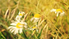 Flowers nature windy