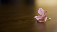 Flowers nature Wood floor