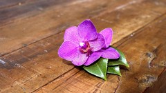 Flowers nature Wood Hydrangeas