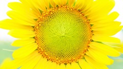 Flowers nature yellow