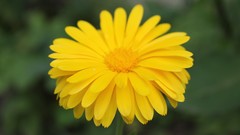 Flowers nature yellow