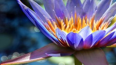 Flowers nature yellow blue orange