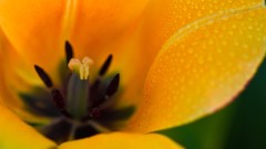 Flowers nature yellow flower petals
