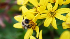 Flowers nature yellow flowers