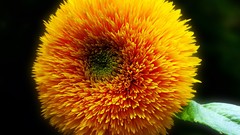 Flowers nature yellow flowers