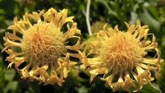 Flowers nature yellow flowers