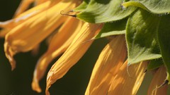 Flowers nature yellow flowers