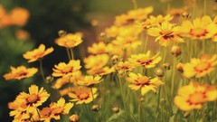 Flowers nature yellow flowers