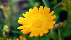 Flowers nature yellow flowers