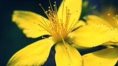 Flowers nature yellow flowers