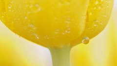 Flowers nature yellow flowers