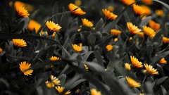 Flowers nature yellow flowers