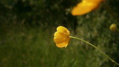 Flowers nature yellow flowers