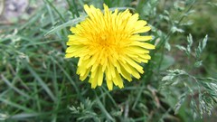 Flowers nature yellow flowers