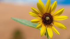 Flowers nature yellow flowers