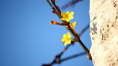 Flowers nature yellow flowers blue skies depth of field