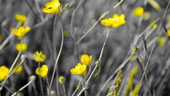 Flowers nature yellow flowers selective coloring