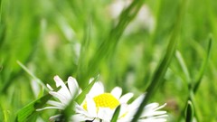Flowers nature yellow Green French Weeds pentax lila