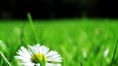Flowers nature yellow love white Green Garden French blurred 