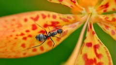 Flowers nature yellow red ants insects dots flower petals 