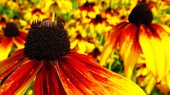 Flowers nature yellow red flower petals coneflowers