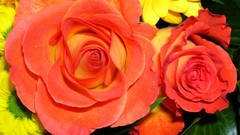 Flowers nature yellow red orange roses