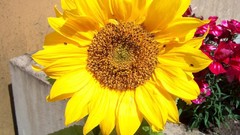 Flowers nature yellow Sunflowers flower petals