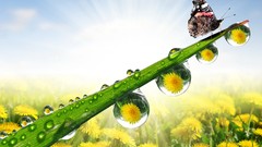 Flowers nature yellow water drops sun Butterflies dandelions