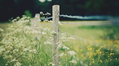 Flowers nature yellow white depth of field
