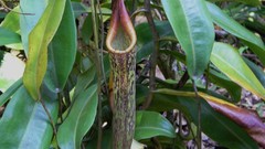 Flowers nepenthes