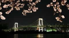 Flowers night Japan Bridges cherry blossoms