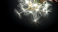 Flowers Now high flower