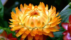 Flowers orange flowers