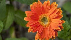 Flowers orange flowers