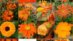 Flowers orange flowers