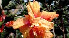 Flowers orange flowers
