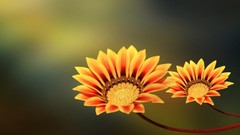 Flowers orange flowers