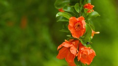 Flowers orange flowers